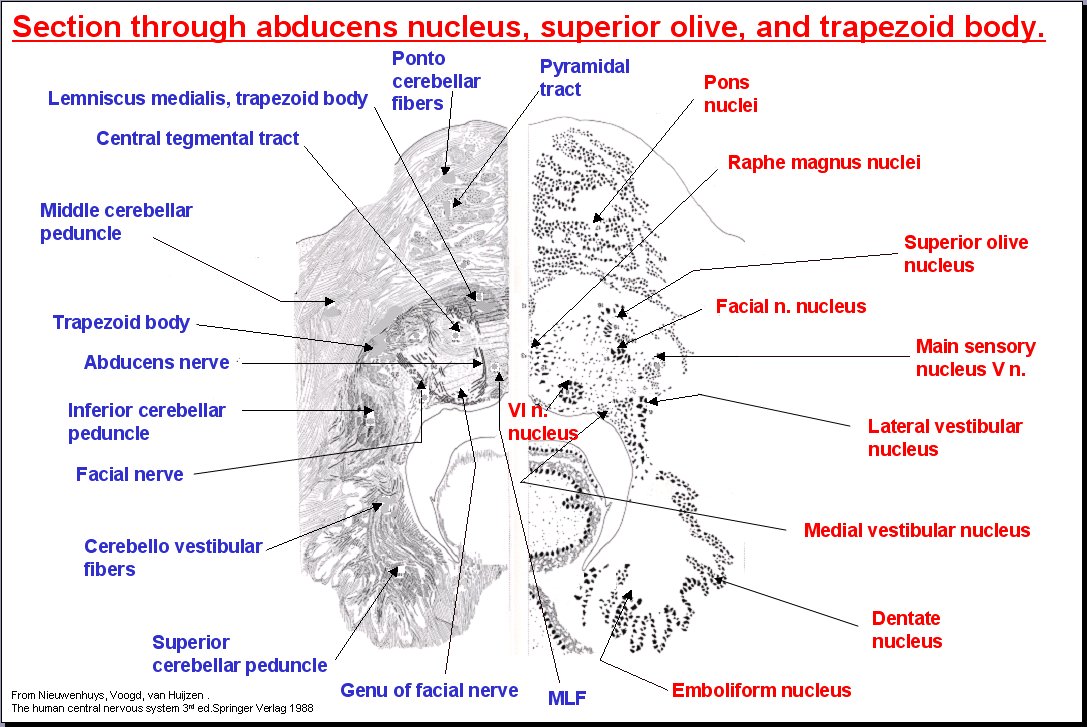 Salamons Neuroanatomy And Neurovasculature Web Atlas Resource